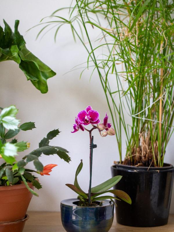 Pot de fleur seul 