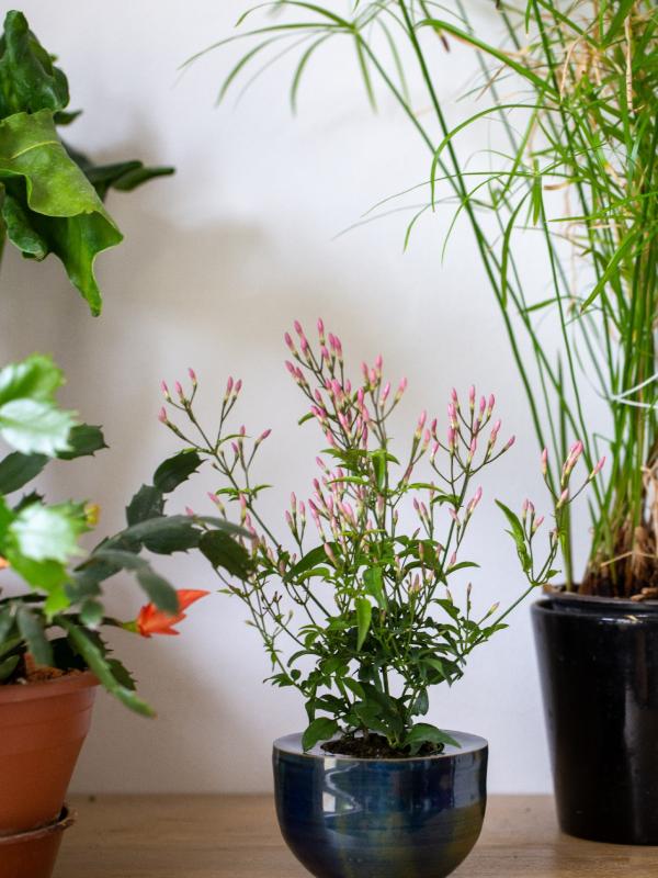 Pot de fleur seul 