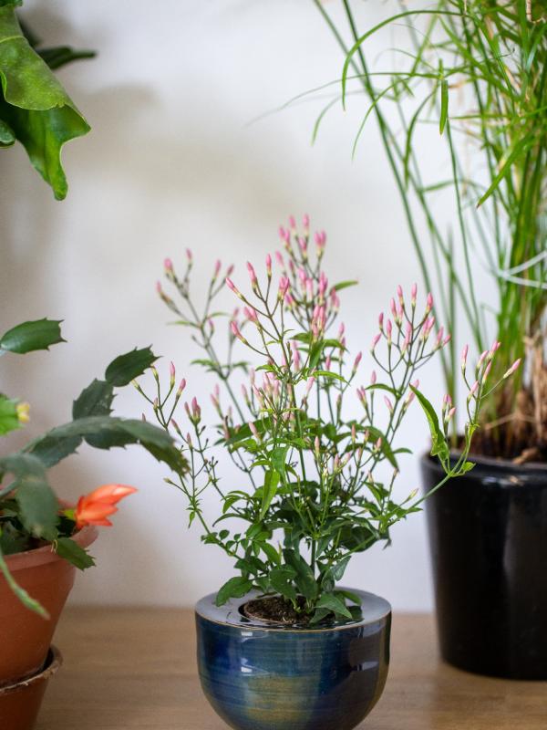 Pot de fleur seul 