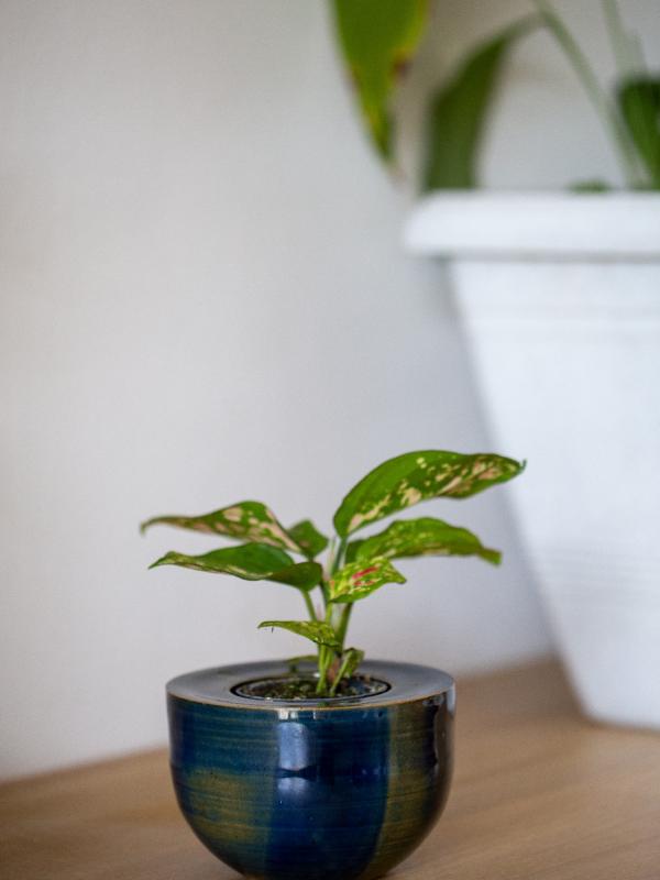 Pot de fleur seul 