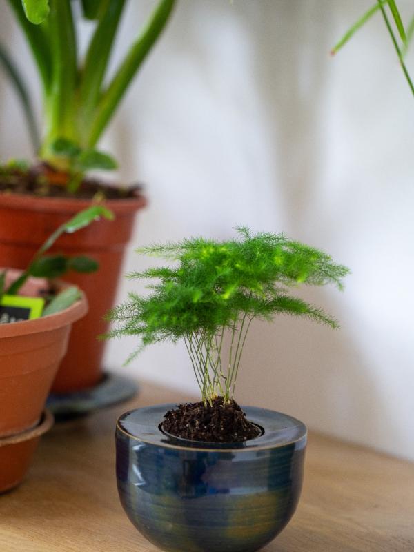 Pot de fleur seul 