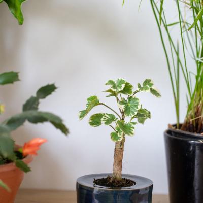 Pot de fleur seul 