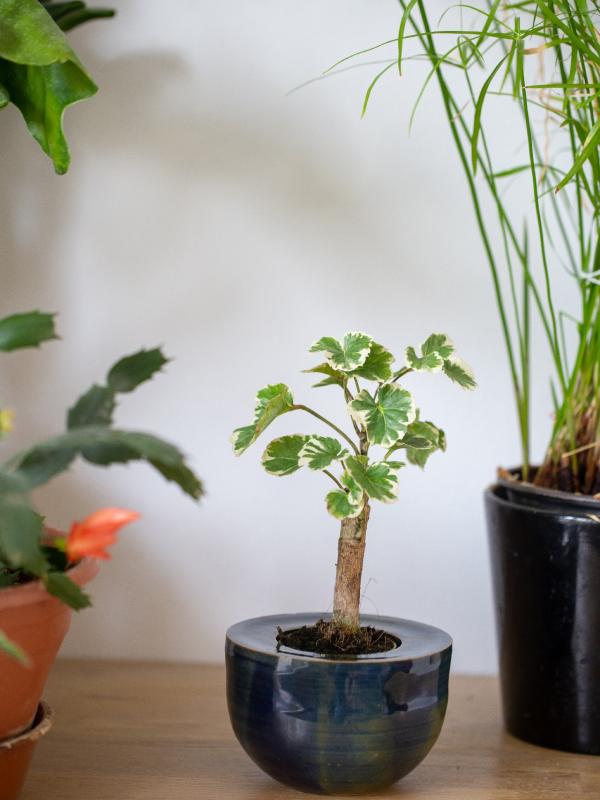Pot de fleur seul 