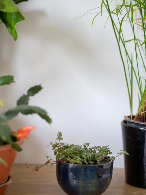 Pot de fleur seul 