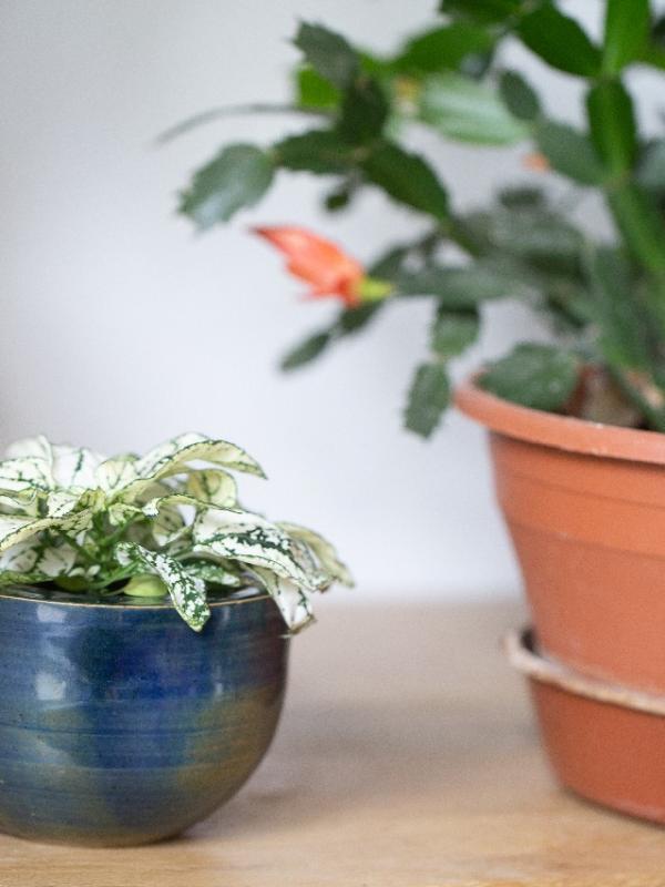Pot de fleur seul 